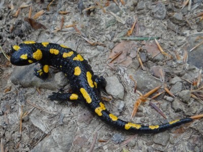 Salamandra salamandra